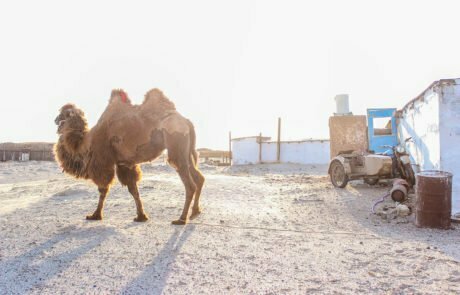 camels and urals